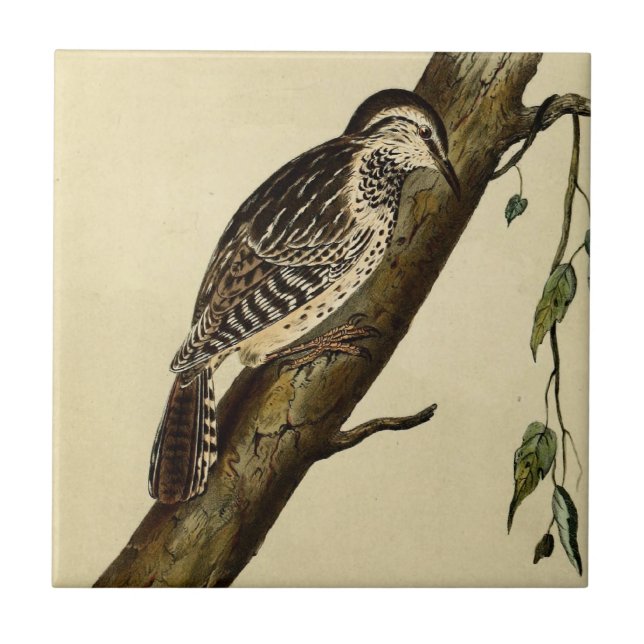 Azulejo De Cerámica Brown dirigió la enredadera (Frente)