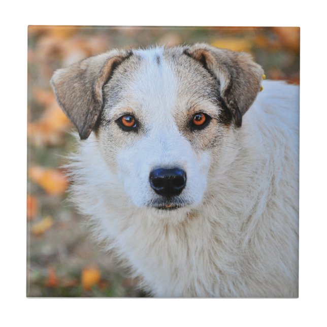 Azulejo De Cerámica Brown observó el perro (Frente)
