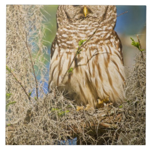 Azulejo De Cerámica Búho barrado (Strix varia) posado en un ciprés