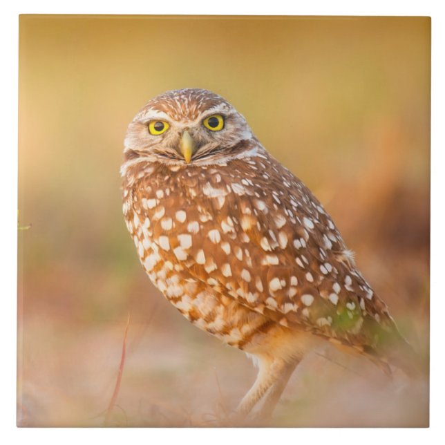 Azulejo De Cerámica Búho hermoso (Frente)