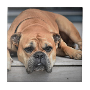 Azulejo De Cerámica Bulldog