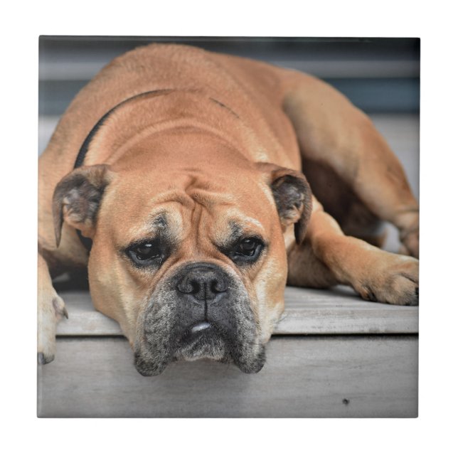 Azulejo De Cerámica Bulldog (Frente)