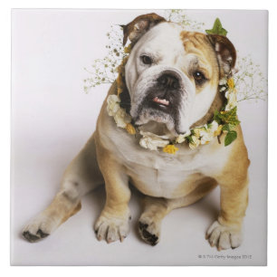 Azulejo De Cerámica Bulldog con el cuello de la flor