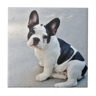 Azulejo De Cerámica bulldog francés sentado