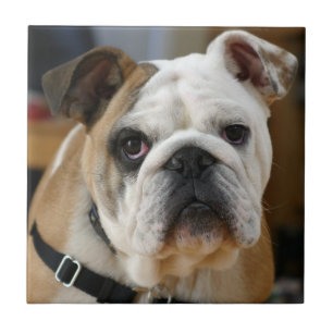 Azulejo De Cerámica Bulldog.png