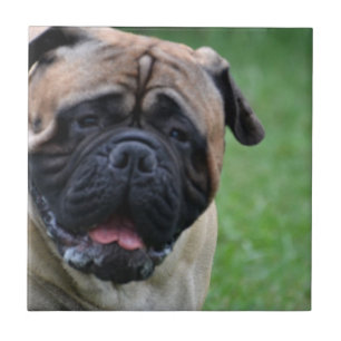 Azulejo De Cerámica Bullmastiff lindo