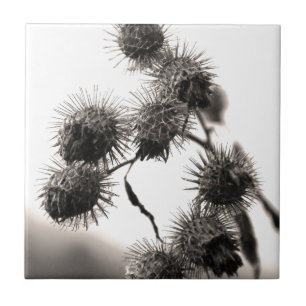 Azulejo De Cerámica Burdock seco