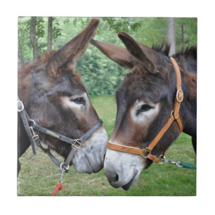 Azulejo De Cerámica Burros que tocan narices