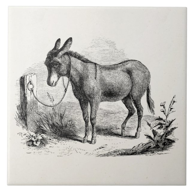 Azulejo De Cerámica Burros retros personalizados burro nacional del (Frente)