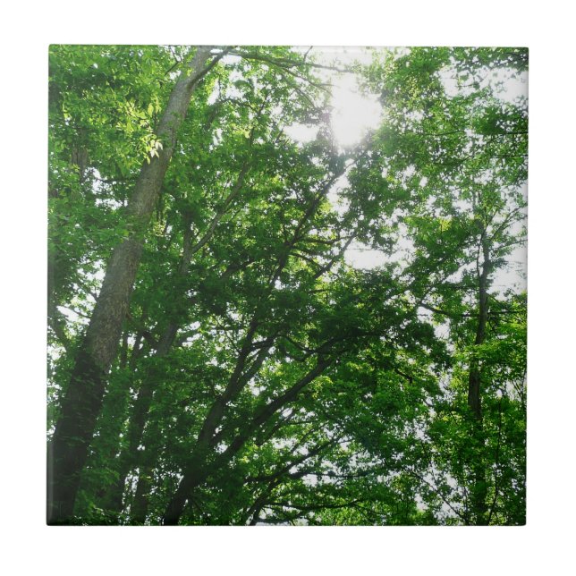 Azulejo De Cerámica Buscando árboles de verano (Frente)