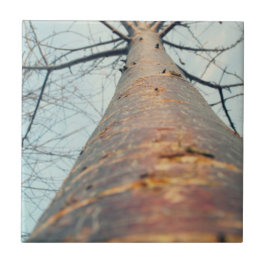 Azulejo De Cerámica Buscando un árbol