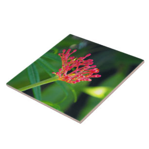 Azulejo De Cerámica Bush coralino en la floración
