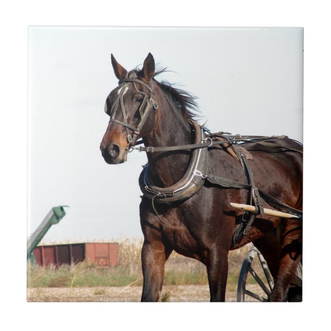 Azulejo De Cerámica Caballo Amish rural y buggy (Frente)