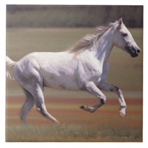 Azulejo De Cerámica Caballo blanco que corre en campo