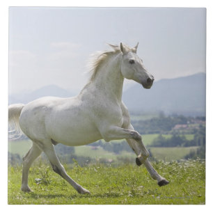 Azulejo De Cerámica caballo blanco que corre en prado