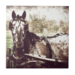 Azulejo De Cerámica Caballo de Appaloosa