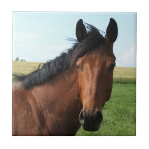 Azulejo De Cerámica Caballo de Bahía en Pastor