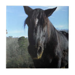 Azulejo De Cerámica Caballo de Borrador Negro rescatado