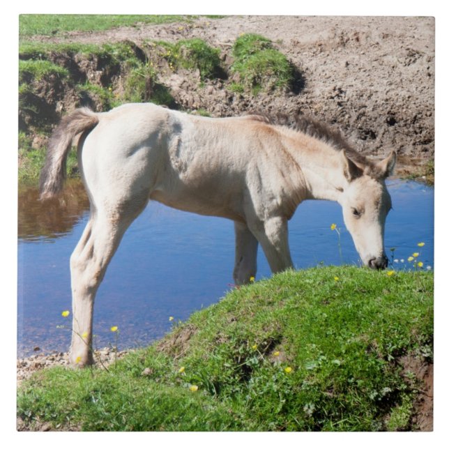 Azulejo De Cerámica Caballo de piel de paro de dun Tile (Frente)