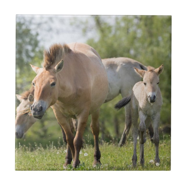 Azulejo De Cerámica Caballo de Przewalski y potro caminando (Frente)