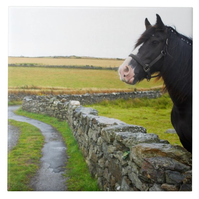 Azulejo De Cerámica Caballo en granja en Inglaterra rural (Frente)