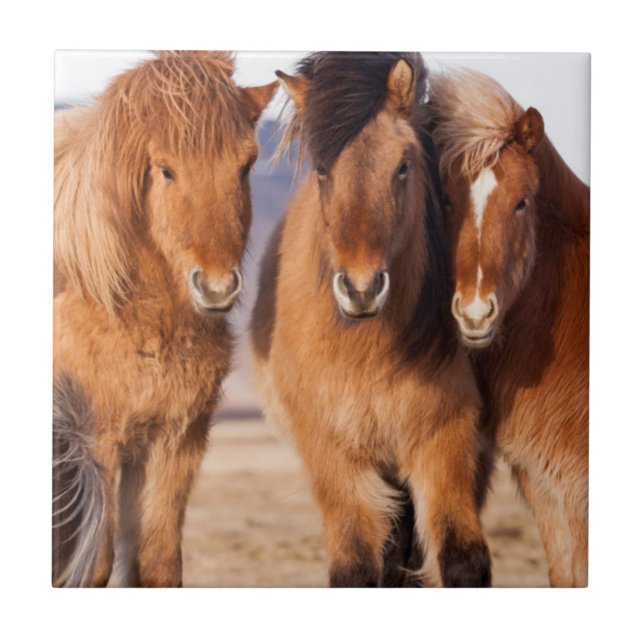 Azulejo De Cerámica Caballo islandés durante el invierno (Frente)