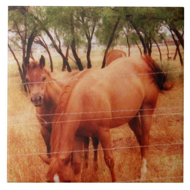 Azulejo De Cerámica Caballos (Frente)