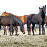 AZULEJO DE CERÁMICA CABALLOS<br><div class="desc">Diseño fotográfico de un rebaño de caballos esperando ser alimentados.</div>