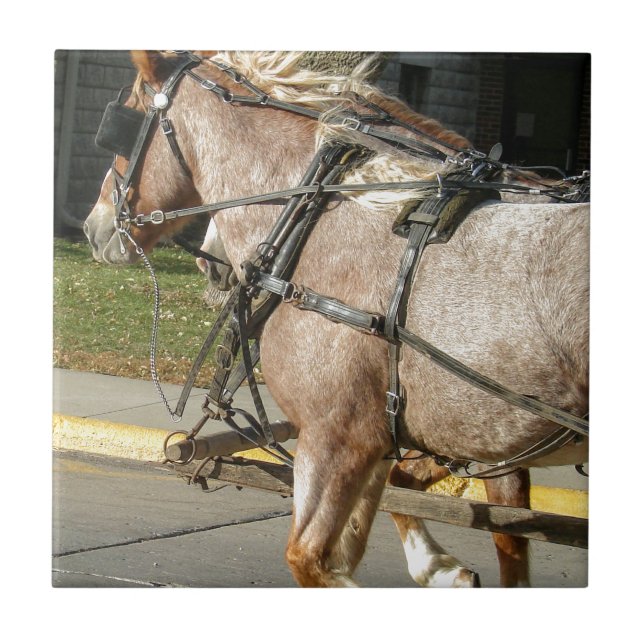 Azulejo De Cerámica Caballos de bonito (Frente)
