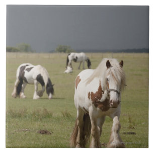 Azulejo De Cerámica Caballos de Clydesdale en un campo,