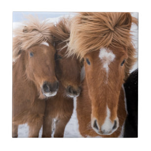 Azulejo De Cerámica Caballos islandeses se arriman, Islandia