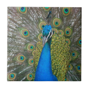 Azulejo De Cerámica Cabeza azul pavo real con y plumas de cola