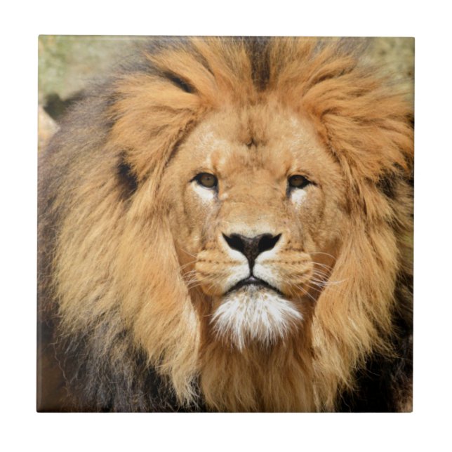 Azulejo De Cerámica Cabeza de león (Frente)