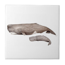 Cachalote, madre y cría