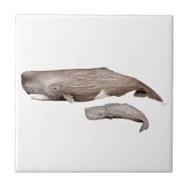 Azulejo De Cerámica Cachalote, madre y cría