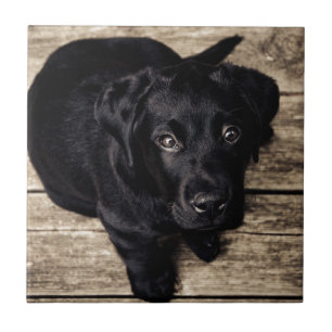 Azulejo De Cerámica Cachorro de Labrador Retriever negro sobre madera
