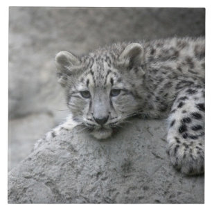 Azulejo De Cerámica cachorro de leopardo de las nieves de 4 meses tend