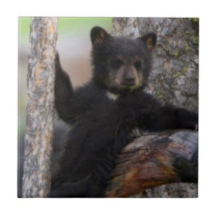 Azulejo De Cerámica Cachorro de osos negros descansando