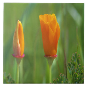 Azulejo De Cerámica Cachorros dorados de California en un campo verde