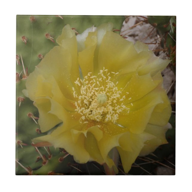 Azulejo De Cerámica Cactus Amarillo en Flor (Frente)