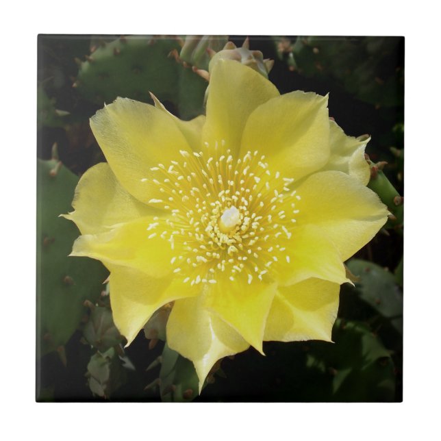 Azulejo De Cerámica Cactus Amarillo Pear Flor (Frente)