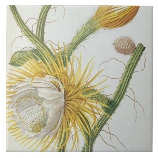 Azulejo De Cerámica Cactus: Cirio, Plantae Selectae" 175 de Trew de " (Frente)