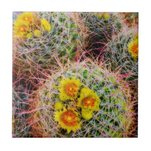Azulejo De Cerámica Cactus de barril en primer plano, California