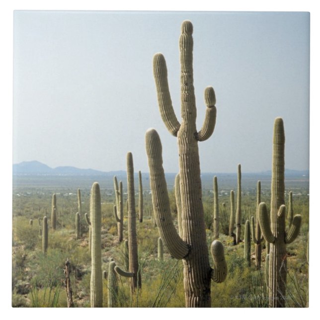 Azulejo De Cerámica Cactus en el parque nacional de Saguaro, Arizona 2 (Frente)