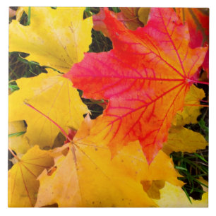 Azulejo De Cerámica Caer hojas de arce en el suelo