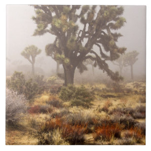 Azulejo De Cerámica California: Monumento Nacional Joshua Tree,