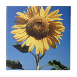 Azulejo De Cerámica California, Un girasol gigante (Helianthus) 3