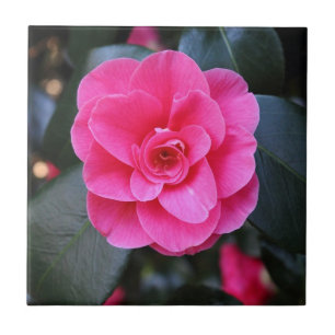 Azulejo De Cerámica Camellia rosa