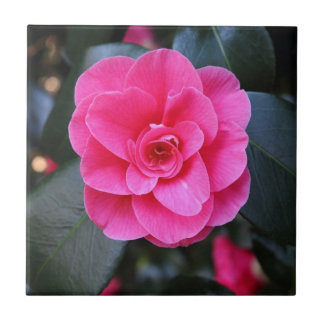 Azulejo De Cerámica Camellia rosa
