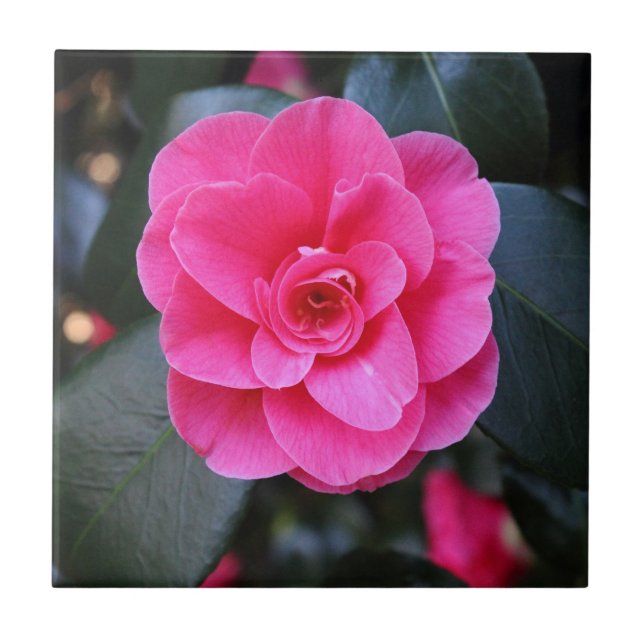 Azulejo De Cerámica Camellia rosa (Frente)
